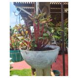 Hanging Plant