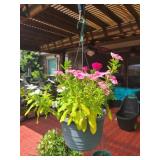Hanging Plant
