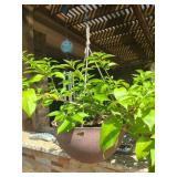 Hanging Plant