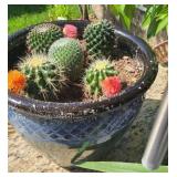 Potted Cactus