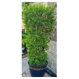 Boxwood Tree in Pot