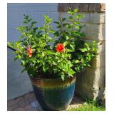 Large Hibiscus in Pot