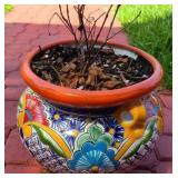 Talavera with Plant