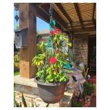 Hanging Periwinkle Plant