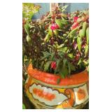 Talavera Large New Guinea Impatiens Plant