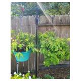 Hanging Plants & Hanger