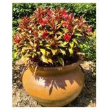 Potted New Guinea Impatiens Plant