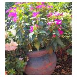 Potted Periwinkle Plant
