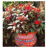 Talavera with New Guinea Impatiens Plant