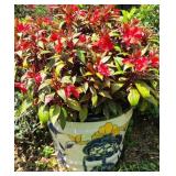 Talavera New Guinea Impatiens Potted Plant