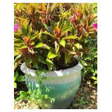 Potted New Guinea Impatiens  Plant