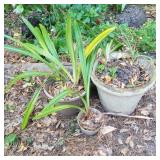(3) Pots with Live Plants