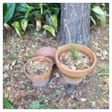 (2) Terracotta Pots and Planter