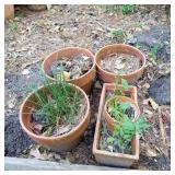 Terracotta Pots
