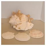 (4) Seashells (4) Seashells