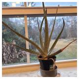 Aloe Plant Aloe Plant