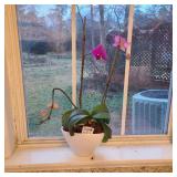 Live Orchid Live Orchid