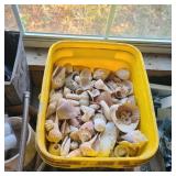 HUGE Bucket of Seashells HUGE Bucket of Seashells