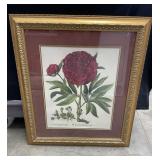 Besler - Peony Print (24x27)