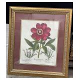 Paeonia Polyanthos Maior Flore Print (24X27)