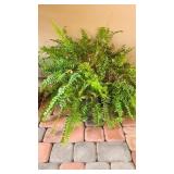 Boston Fern