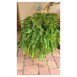 Boston Fern