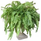 Boston Fern