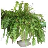 Boston Fern