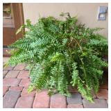 Boston Fern