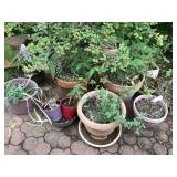 Collection of Large Plants & Pots