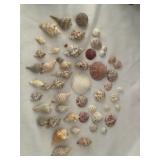 Collection of Shells
