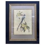 Fork-Tailed Flycatcher Framed Print