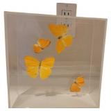 Shadow Box with (4) Phoebis Argante