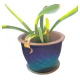Potted Plant