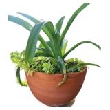 Potted Plant