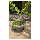 Lemon Tree in Heavy Planter