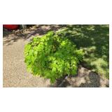 Potted Painted Nettle Plant