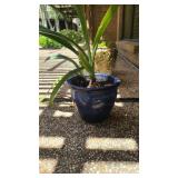 Barbados Lilly in Pot