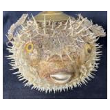 Blowfish Hanging Light Green Bulb