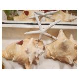 Two Conch Shells and Sea Star