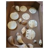 Sand Dollar and Seashell Collection
