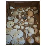Seashell Collection