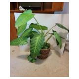 Faux Philodendron Erubescens in Basket