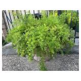 Asparagus Fern 26 in