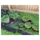 Plant Pots 9 in - 15 in