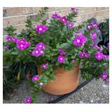 Pink Periwinkle 17 in