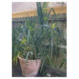 Potted `Plant 30 in