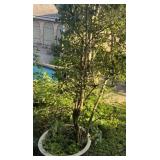 Tree in Pot  17 in