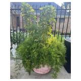 Chefalera Assparagus 26 in Pot