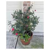 Knockout Rose 19 in Pot